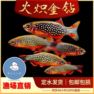 火炽金钻鱼银河斑马鱼热带观赏鱼小型鱼金点火翅斑马鱼活体群游鱼