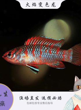 火焰变色鱼热带小型鱼活体观赏鱼草缸混养灯科鱼淡水鱼包邮包损