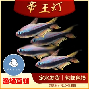 帝王灯鱼三叉尾小型热带鱼黄金红尾黑帝王灯草缸淡水蓝国王群游鱼