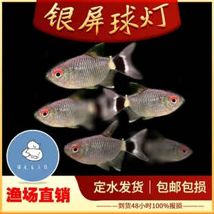 银屏灯鱼热带观赏鱼头尾灯球灯笼鱼活体小型灯科鱼群游淡水观赏鱼