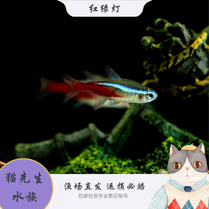 红绿灯鱼活体观赏鱼钻石灯小型灯科鱼宝莲灯鱼热带鱼观赏鱼群游鱼