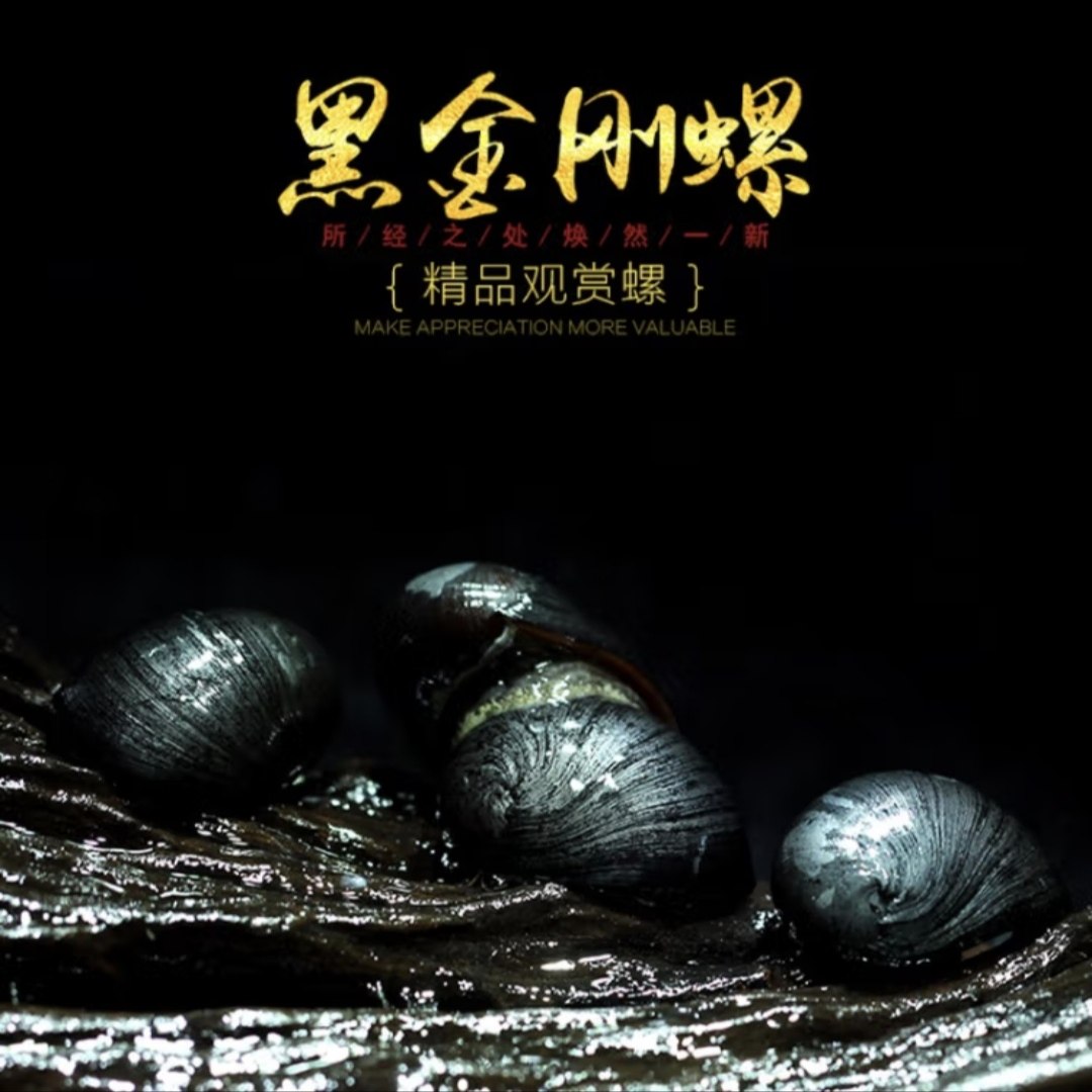 黑金刚螺除藻工具螺热带观赏螺不吃水草活体苹果螺斑马螺清洁宠物