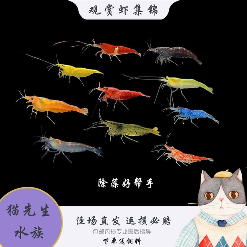 观赏虾套餐活体除藻工具虾极火黄米宠物虾淡水虾樱花水晶虾包邮