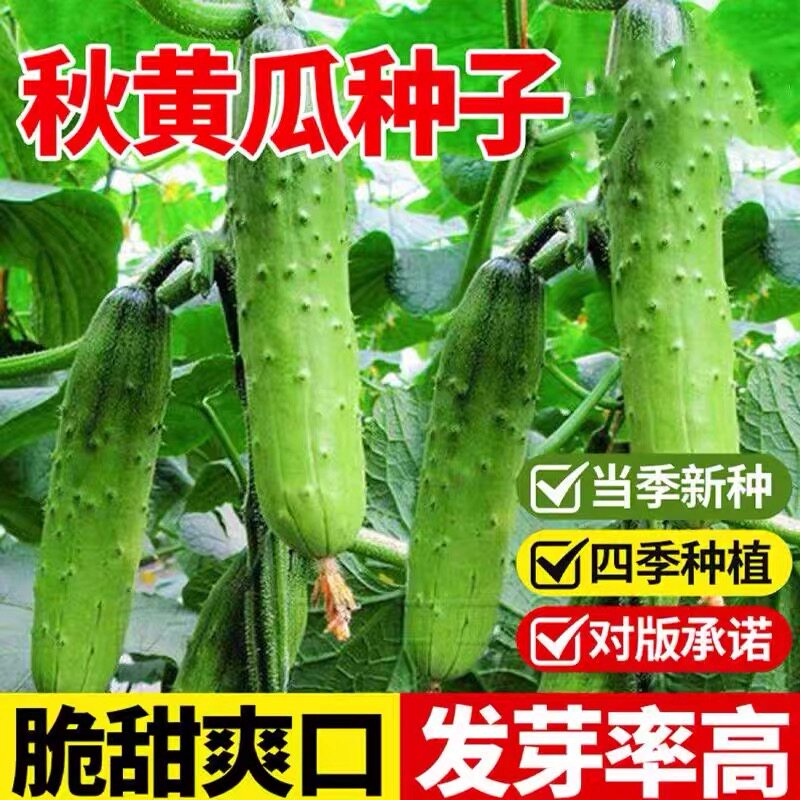 【唐山秋瓜黄瓜种子】唐秋一号水果黄瓜籽阳台秋黄瓜农家蔬菜种子