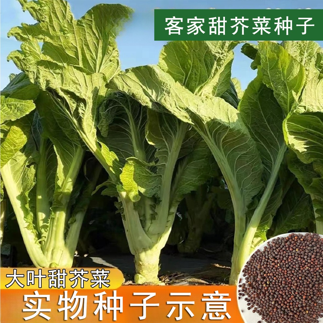 【大叶甜芥菜种子】客家甜芥菜酸菜阳台小院盆栽地栽农家蔬菜种籽