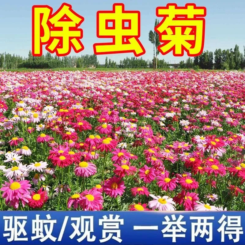 夏季除虫菊驱虫菊种子驱蚊花种子多年生四季种易活庭院盆栽混色