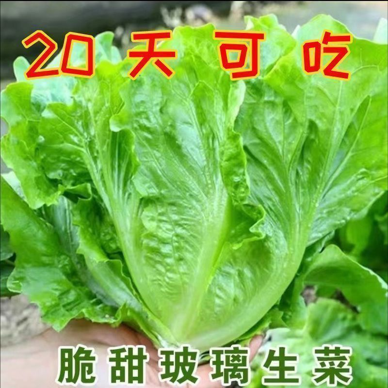 四季甜脆玻璃生菜种子脆嫩生吃生菜种籽阳台四季盆栽春秋蔬菜种孑