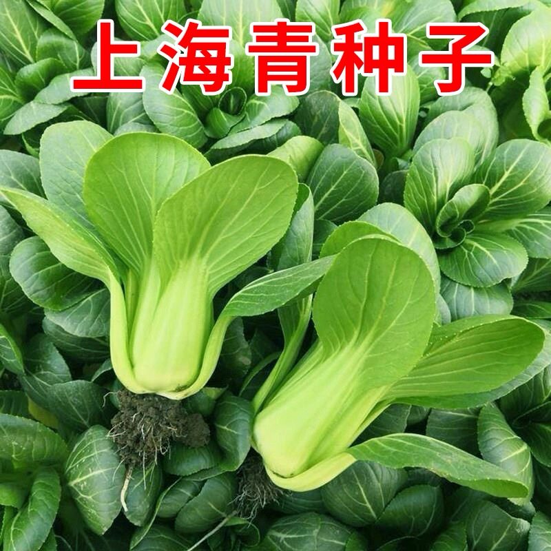 四季上海青菜种子矮杆青梗苏州青种子青菜耐寒菜种子盆栽阳台庭院