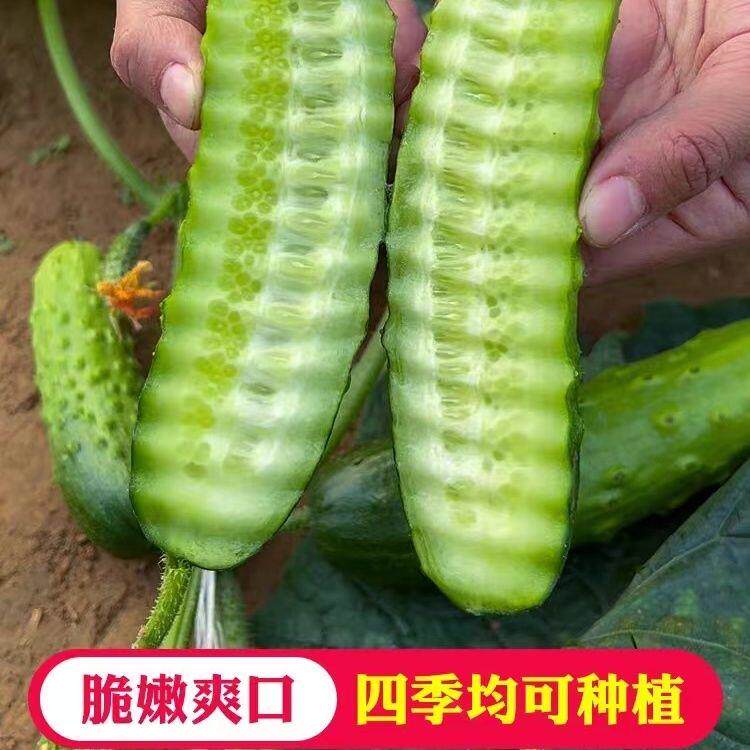 全雌香黄瓜种子爬地水果黄瓜耐热耐湿家庭阳台小院盆栽高产四季种