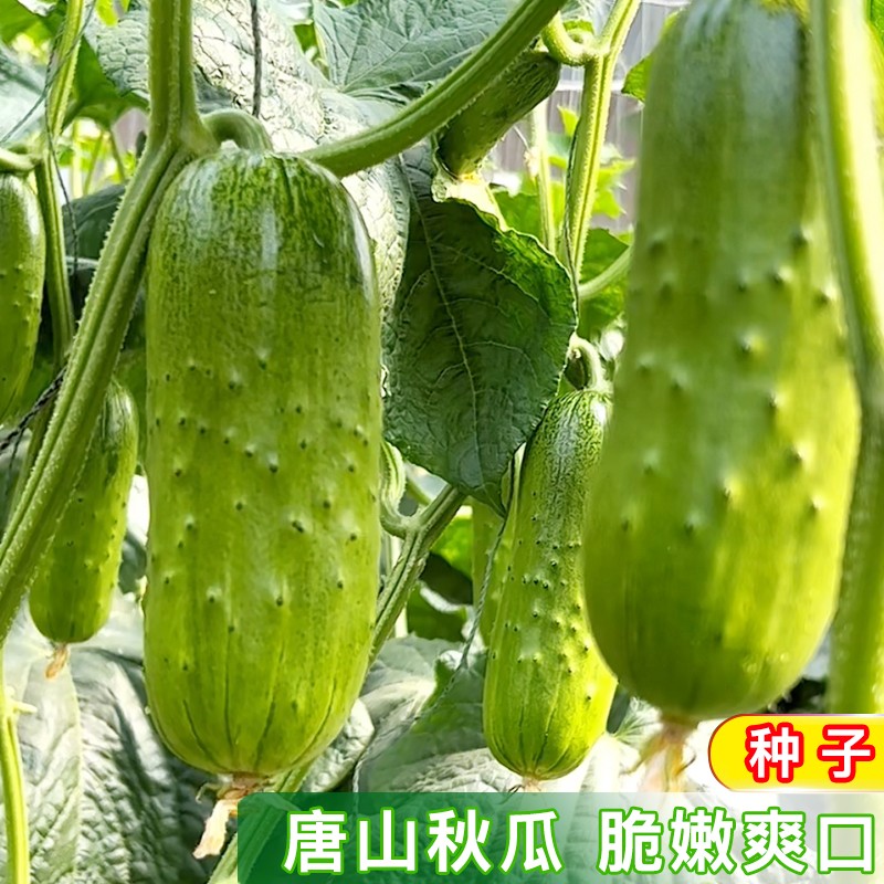 唐山秋瓜黄瓜种子耐热四季阳台小院盆栽农家蔬菜种子菜地菜园种