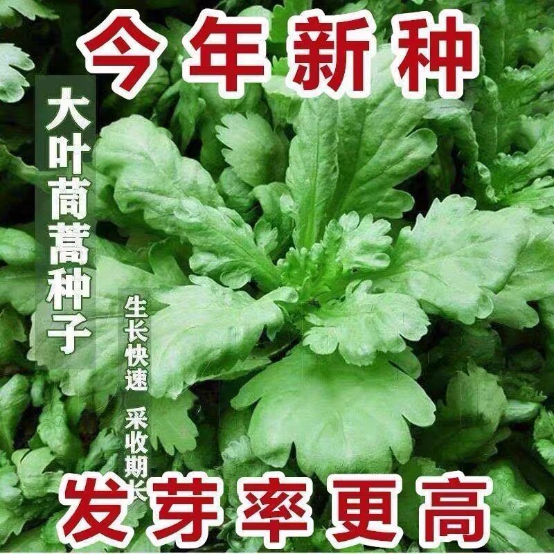 大叶茼蒿小叶茼蒿耐热种籽光杆菜种四季籽种蔬菜菜籽子