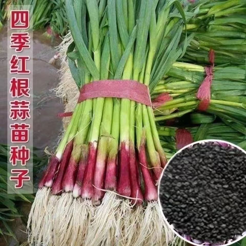 红根香蒜种子一年四季宽叶蒜苗种子红头蒜三茬连续可种植阳台盆栽