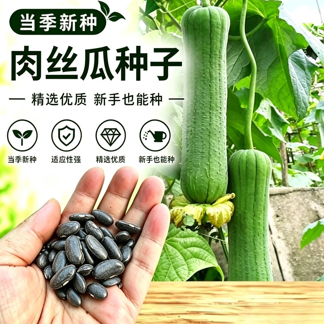 肉丝瓜种子老品种丝瓜爬藤早熟阳台庭院易种植蔬菜丝瓜种子大全