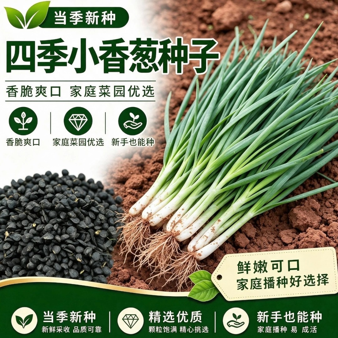 四季小香葱种子分葱易种小葱种子阳台室内盆栽葱种子家庭蔬菜种子