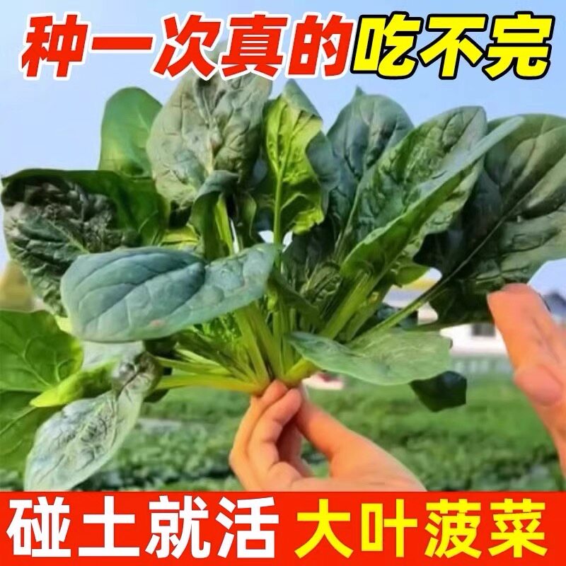 大叶菠菜种子四季蔬菜秋冬籽种阳台种籽抗热菜种盆栽波菜子菜籽子
