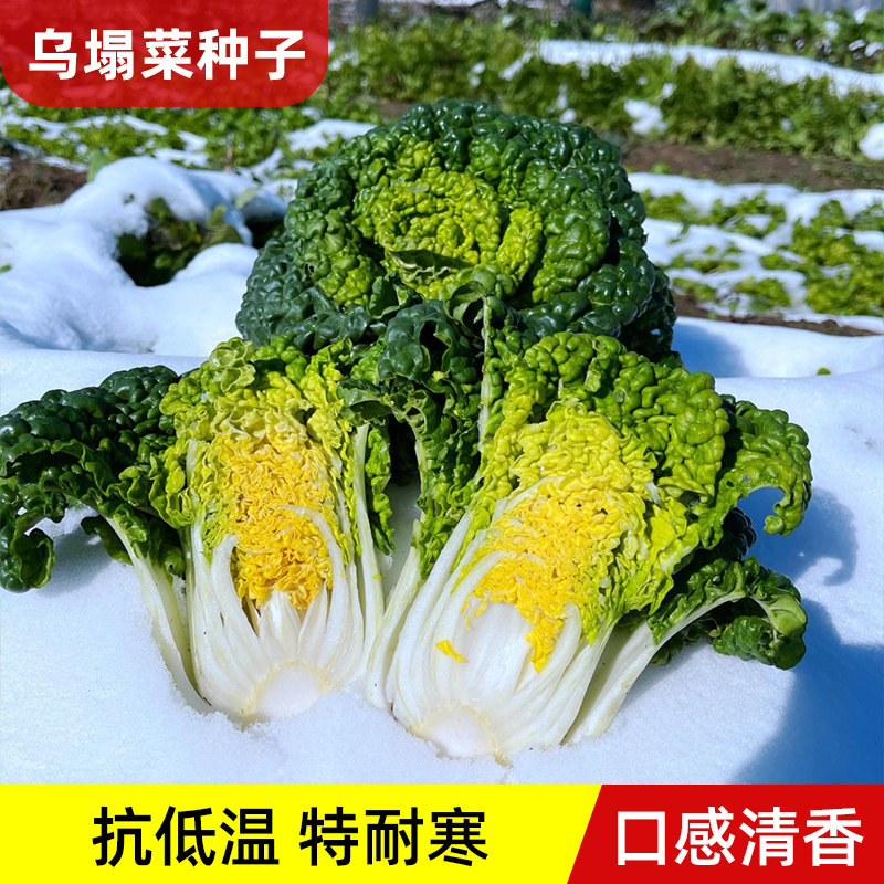 耐寒黄心乌塌菜种子白菜冬天青菜种蔬菜种子黑菜秋冬季菜籽阳台种
