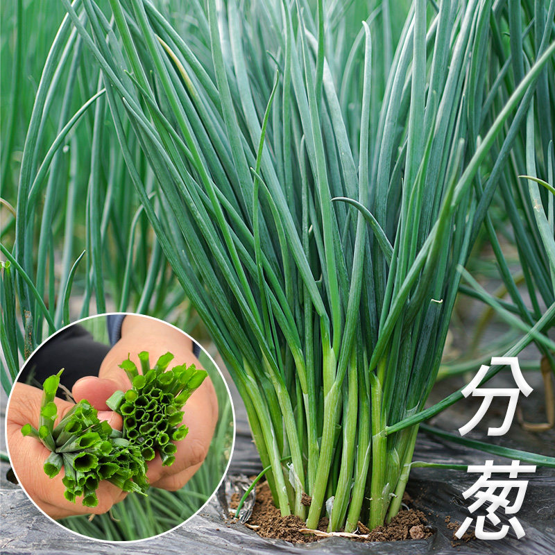 分多多香葱种子四季春夏秋播香葱种籽庭院阳台盆栽农家蔬菜种子籽