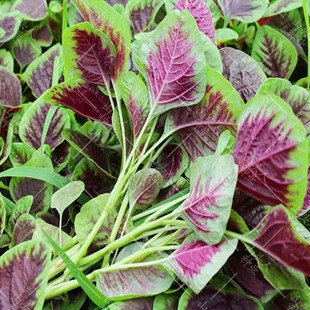 红苋菜种子春四季阳台盆栽蔬菜种一点红苋菜籽圆叶野菜马齿苋孑