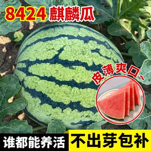 8424麒麟西瓜种子无籽高产冰糖懒人西瓜种子南方四季蔬菜水果种子