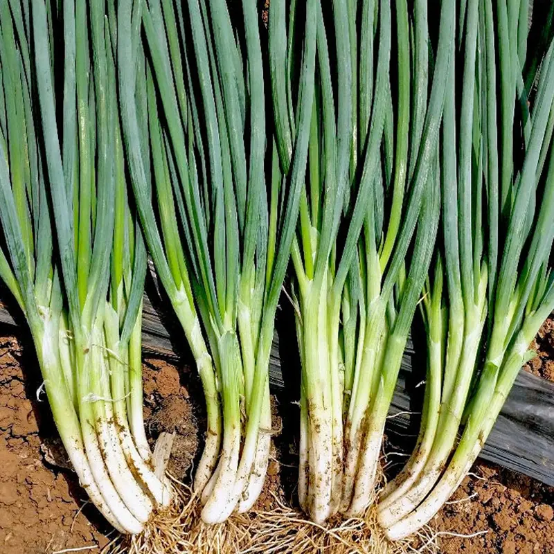 分多多香葱分葱种籽四季小葱种子蔬菜葱子盆栽菜秋季葱籽孑葱种