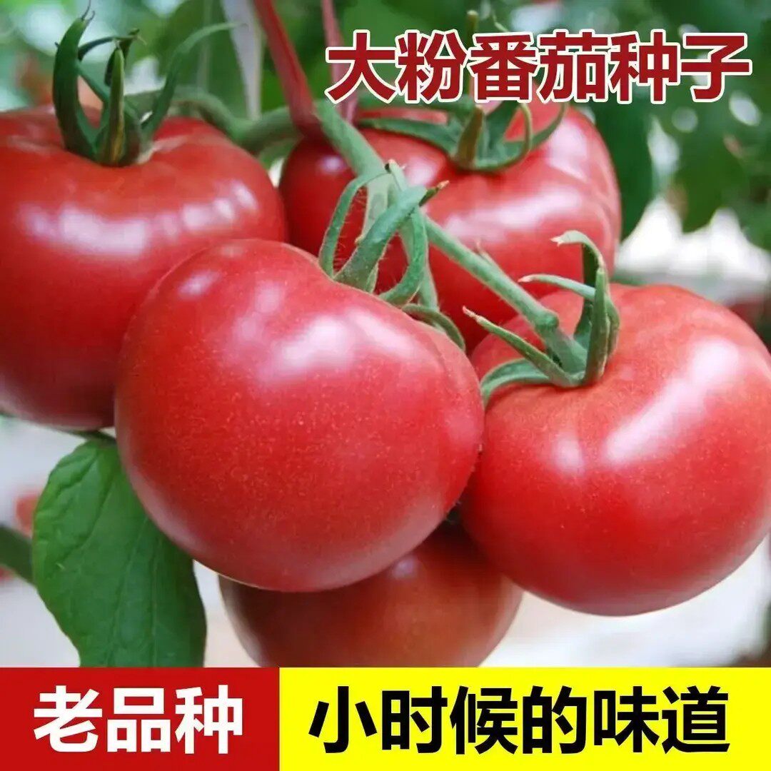 【沙瓤番茄种子】老品种毛粉番茄