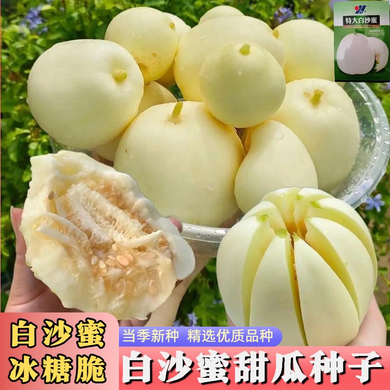 早熟白沙蜜甜瓜种籽香瓜种子秧苗春夏秋冬四季阳台盆栽蔬菜种子