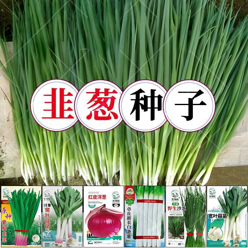 小香葱种子四季蔬菜盆栽长白条大紫皮沙洋葱蒜芽苗韭菜籽叶菜种子