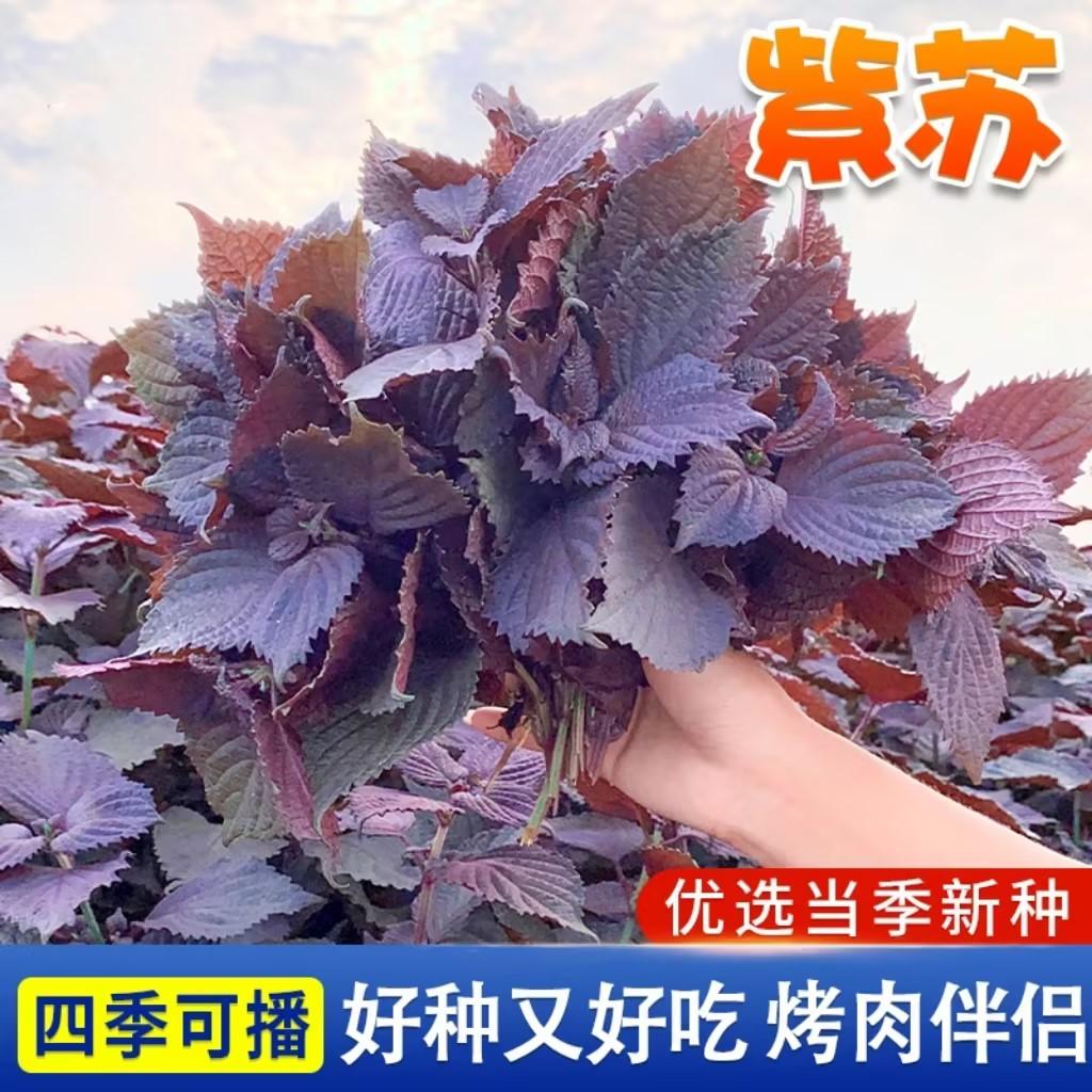 紫苏种子双面食用易种纯紫苏籽双色纯绿紫苏种籽四季蔬菜阳台盆栽