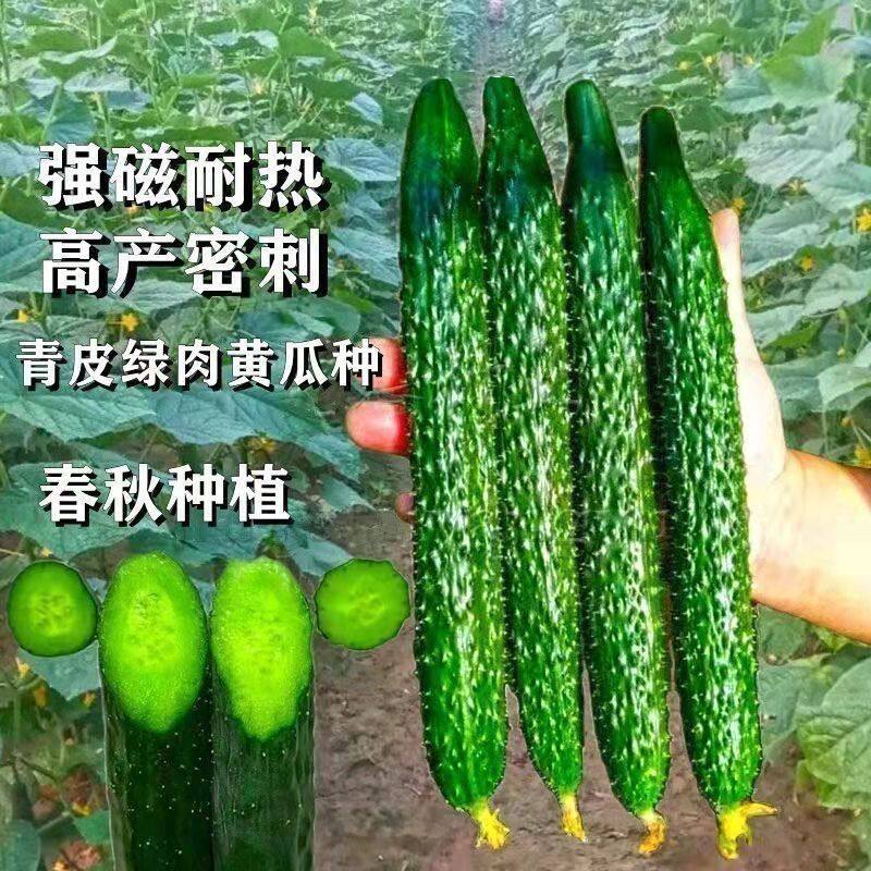 【津研黄瓜种子】绿皮绿心黄瓜四季播种黄瓜籽刺黄瓜瓜种蔬菜种子