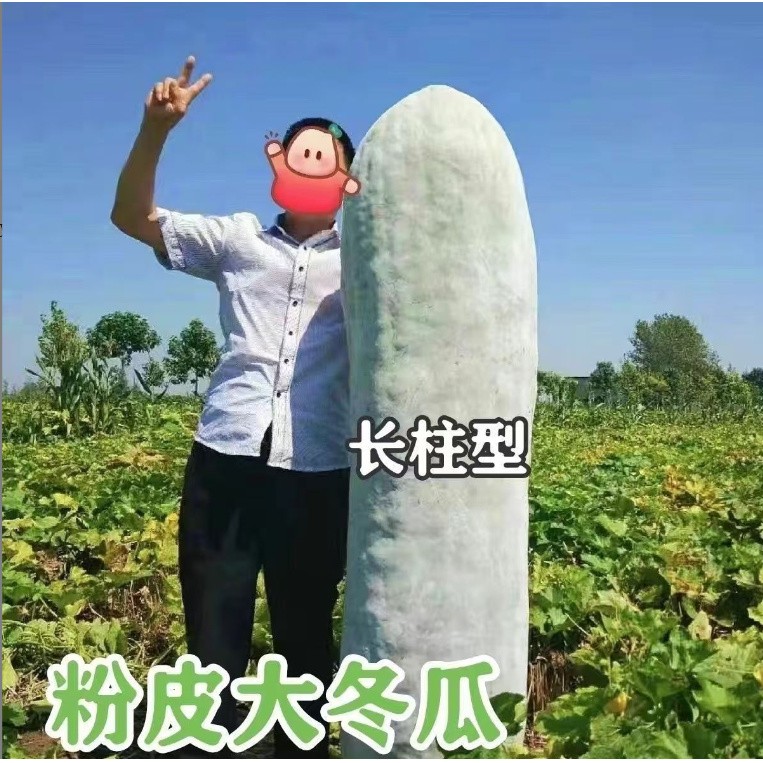 粉皮大冬瓜种子四季高产早熟不搭架地爬特大巨型大冬瓜籽蔬菜种子