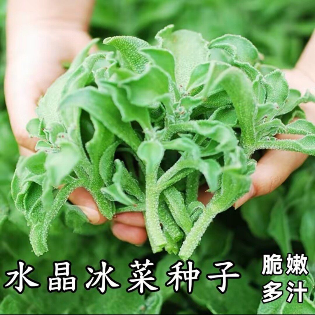 【冰菜种子】水晶冰草种籽夏秋耐热耐寒四季种植易种易活盆栽地栽
