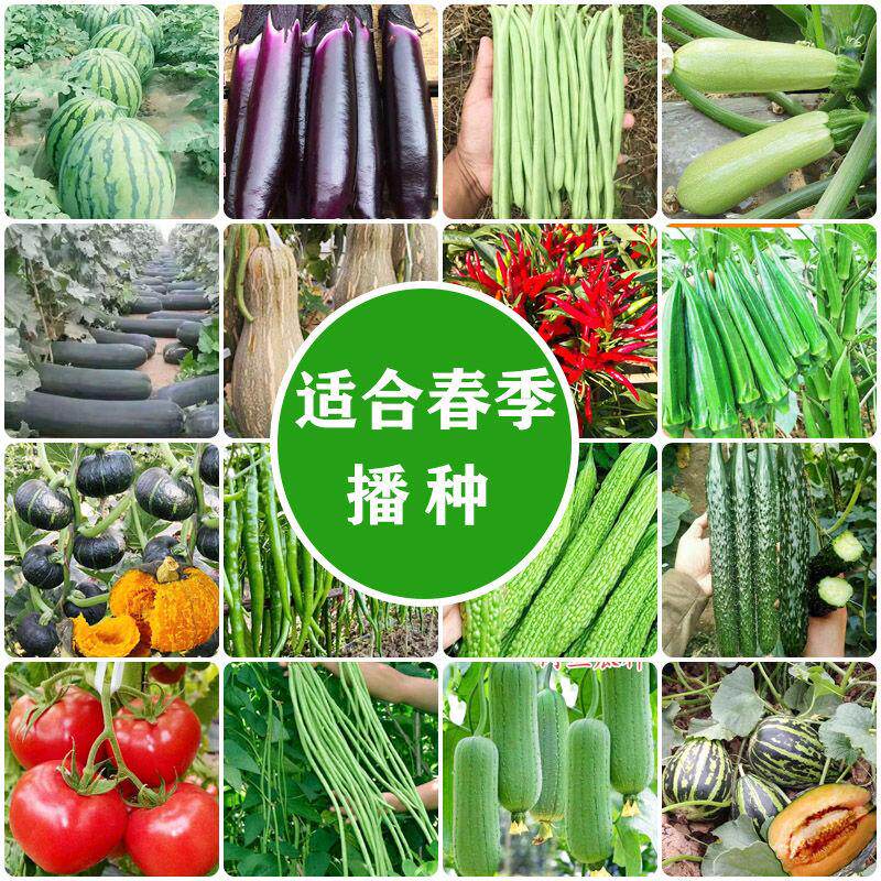 16种春季高产蔬菜种子套餐西瓜辣椒黄瓜茄子丝瓜甜瓜苦瓜农家菜籽