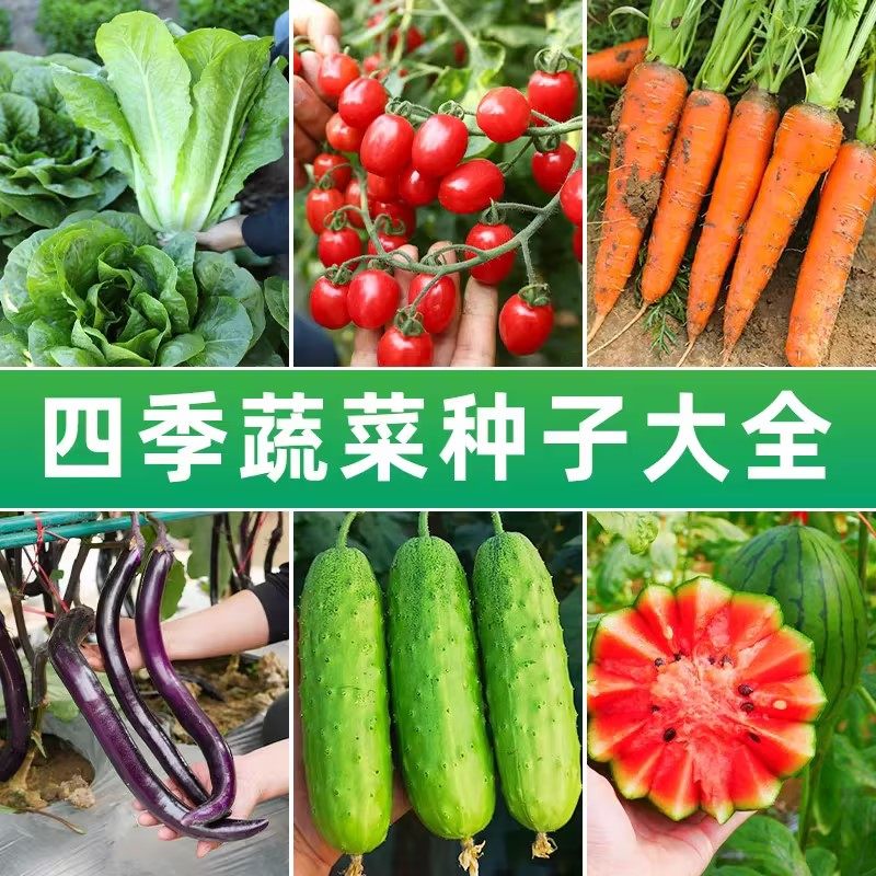 四季蔬菜种子大全辣椒白菜葱紫苏西瓜菠菜豌豆阳台庭院盆栽种植