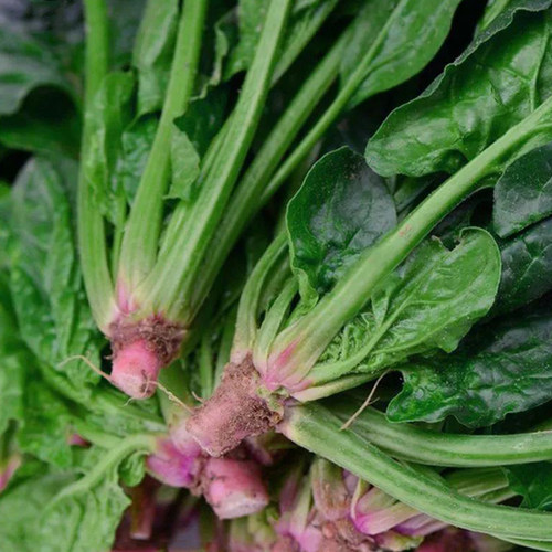 【趴地菠菜】农家土菠菜耐寒越冬地爬菠菜种籽 春秋大叶菠菜