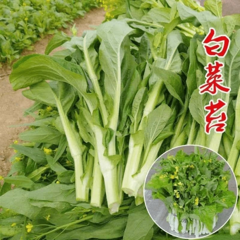 阳台专用脆嫩白菜苔种子速生四季