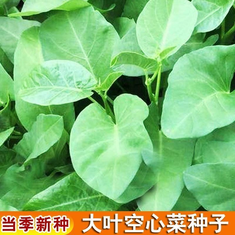 大叶空心菜种子通空心菜种子