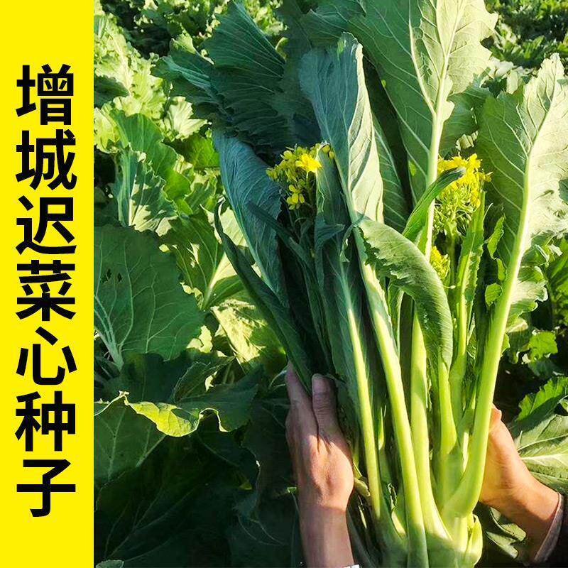 广东增城高脚迟菜心种籽冬春季菜苔种甜菜心四季阳台盆栽蔬菜种子