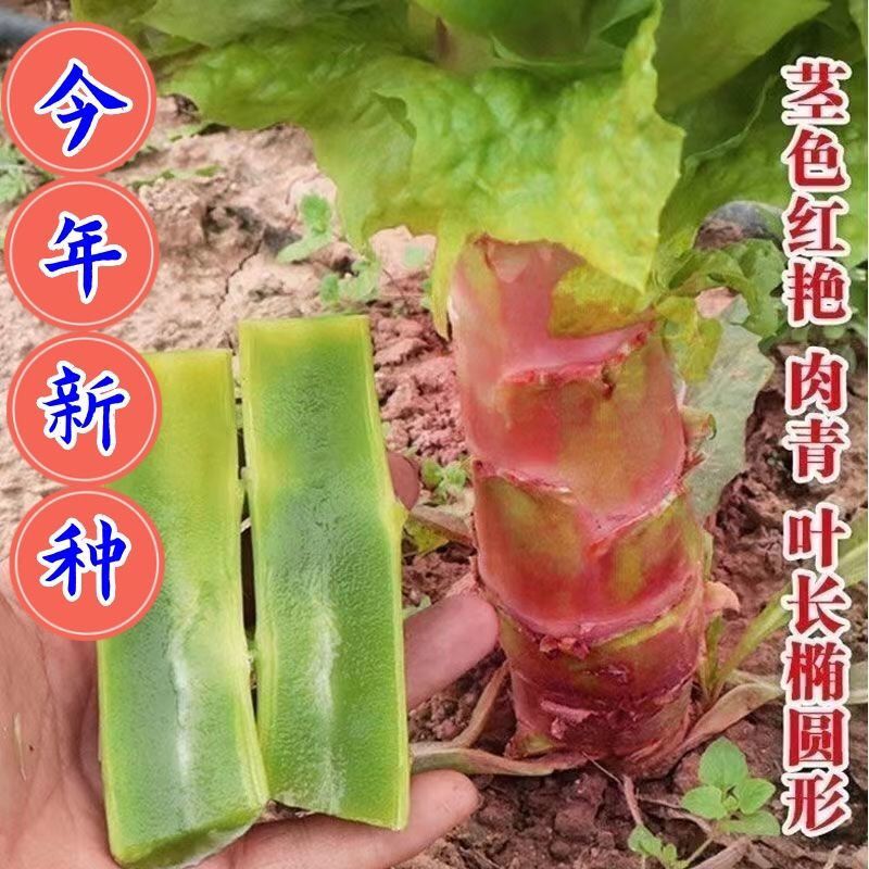 特大红皮莴笋种子五斤大棒红圆叶秋冬季耐寒高产抗虫莴笋蔬菜种子