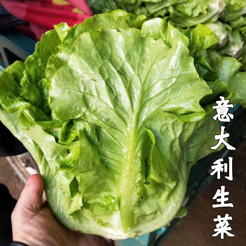 甜脆意大利生菜种子四季耐冷耐热