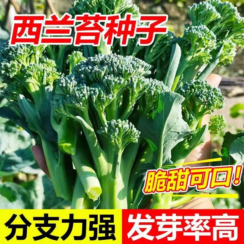 西兰苔一号种子种籽西兰花芥蓝芥兰菜心四季阳台种菜盆栽蔬菜种孑