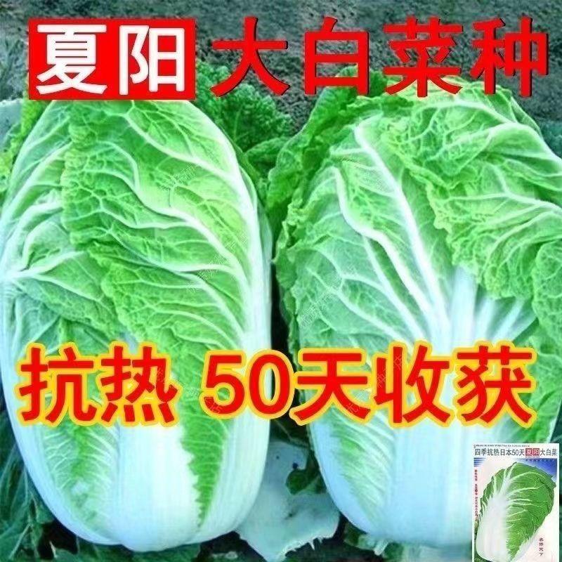 夏阳白菜种子抗热白菜种子耐高温早熟50天结球白菜籽农家蔬菜种孑