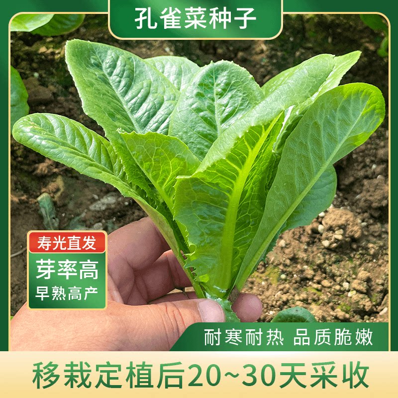 阳台盆栽简单生菜种子春秋季