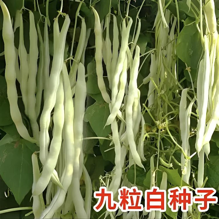 九粒白芸豆种子老品种豆角家庭小院阳台种植蔬菜种子春夏秋播种图片