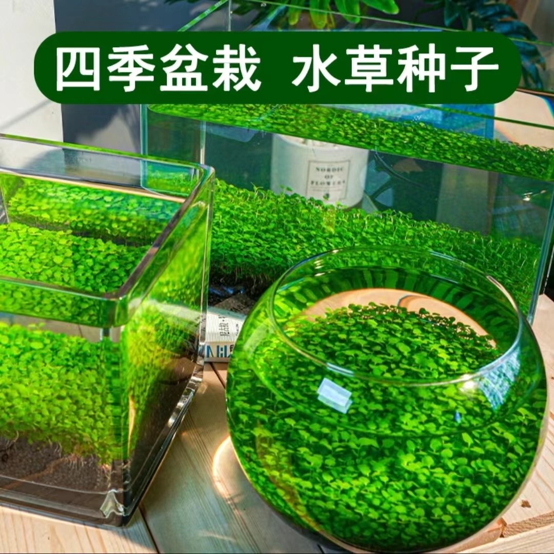 水草种子新手速成水族前景草鱼缸造景底砂陶粒水草泥草缸水培植物