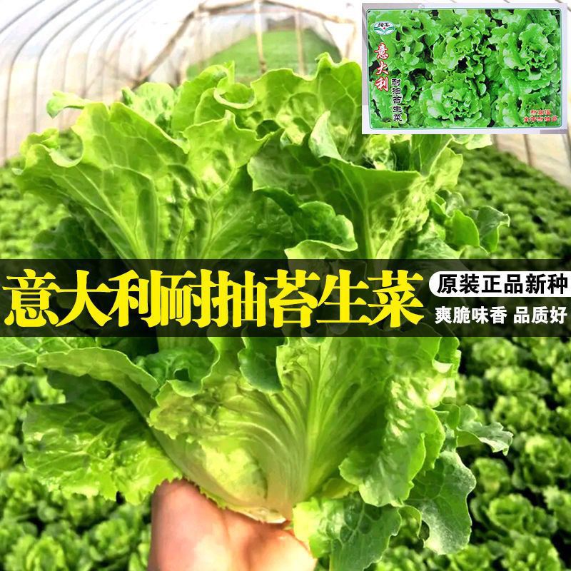 意大利生菜种子耐抽苔种籽耐寒秋冬阳台专用四季播种蔬菜生菜种籽