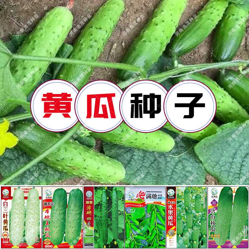 水果黄瓜本地王津研四号白三叶吊黄瓜种子搭架满地爬唐山秋瓜蔬果