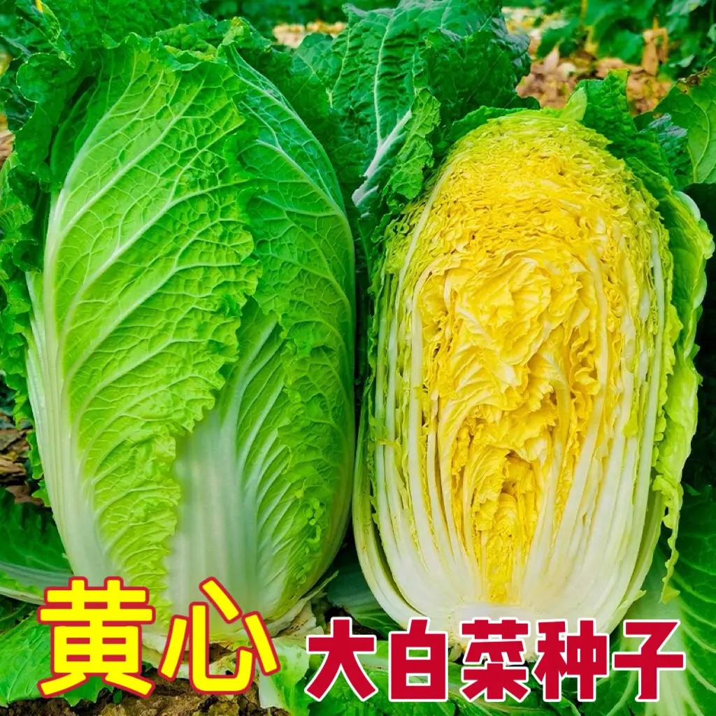 黄色大白菜黄心菜蔬菜种子好吃青菜萝卜大白菜种子籽秋冬耐寒青菜