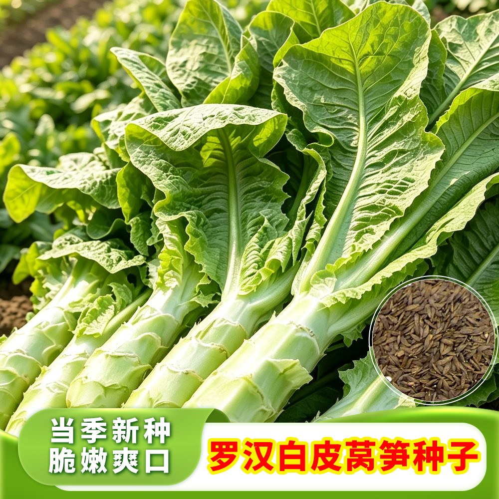 【罗汉白皮莴笋种子】白皮香莴笋种子秋冬耐寒耐热四季蔬菜种子苗