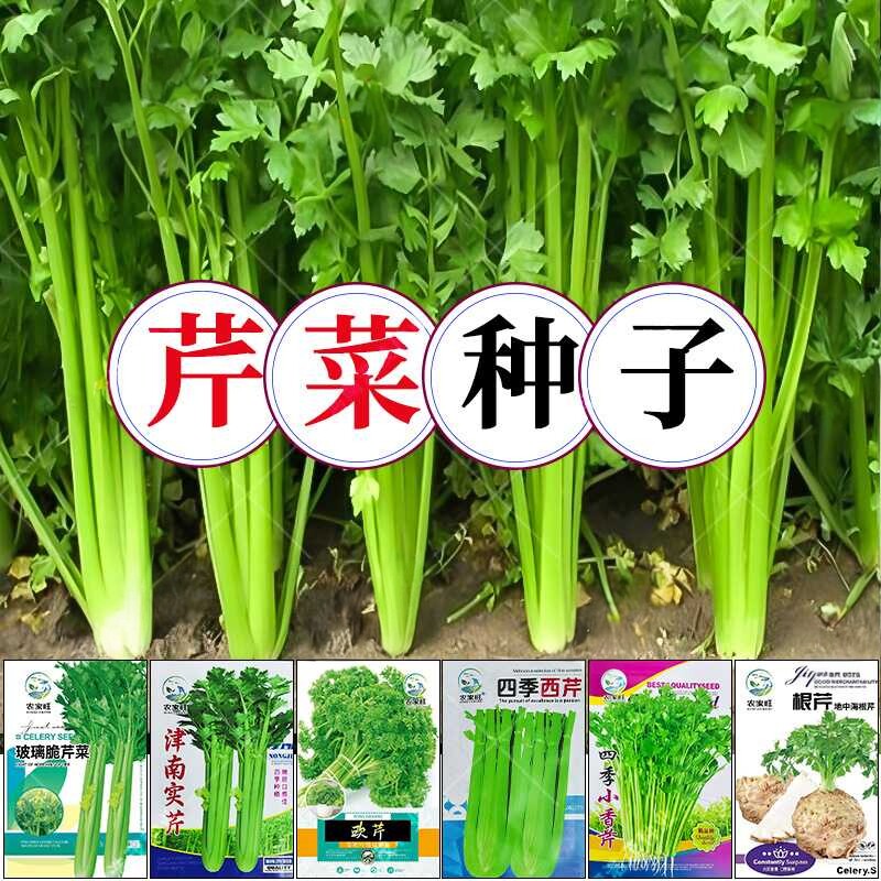 四季玻璃脆芹纤维少实心质地脆嫩气味芳香速生洋西芹小香芹籽种子