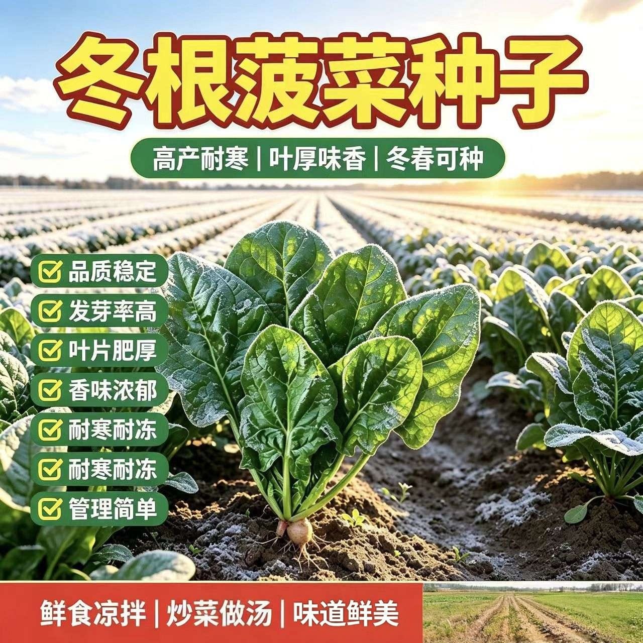 冬根菠菜种子抗寒冻春秋大叶菠菜种籽东北青菜籽春秋四季播蔬菜种